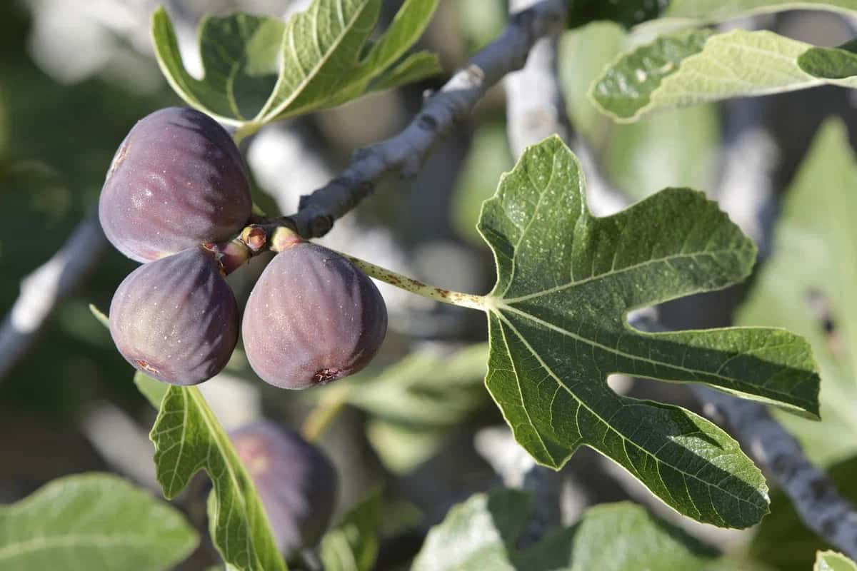  التين في المغرب؛ طازجا مجفف يحسن الجهاز الهضمي البوتاسيوم magnesium 